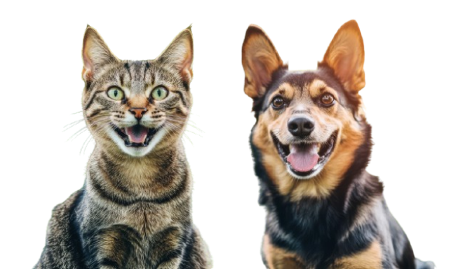 Hero Cat and Dog Image